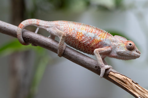 Ambilobe From "Tefy-olana Zandry" (AKA Iron Man Jr) x "Mamahana" (AKA Weave) - Hatched March 2026 - Male #2