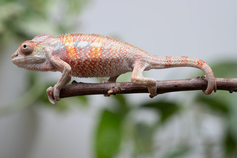 Ambilobe From "Tefy-olana Zandry" (AKA Iron Man Jr) x "Mamahana" (AKA Weave) - Hatched March 2026 - Male #2