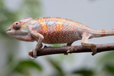 Ambilobe From "Tefy-olana Zandry" (AKA Iron Man Jr) x "Mamahana" (AKA Weave) - Hatched March 2026 - Male #2