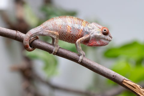 Ambilobe From "Tefy-olana Zandry" (AKA Iron Man Jr) x "Mamahana" (AKA Weave) - Hatched March 2026 - Male #3