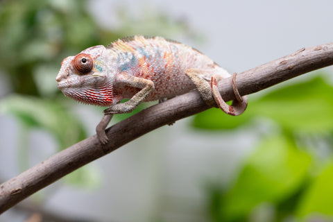 Ambilobe From "Tefy-olana Zandry" (AKA Iron Man Jr) x "Mamahana" (AKA Weave) - Hatched March 2026 - Male #3