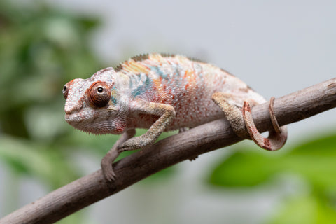 Ambilobe From "Tefy-olana Zandry" (AKA Iron Man Jr) x "Mamahana" (AKA Weave) - Hatched March 2026 - Male #3