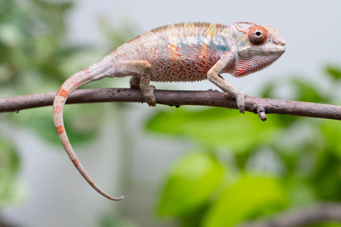 Ambilobe From "Tefy-olana Zandry" (AKA Iron Man Jr) x "Mamahana" (AKA Weave) - Hatched March 2026 - Male #3