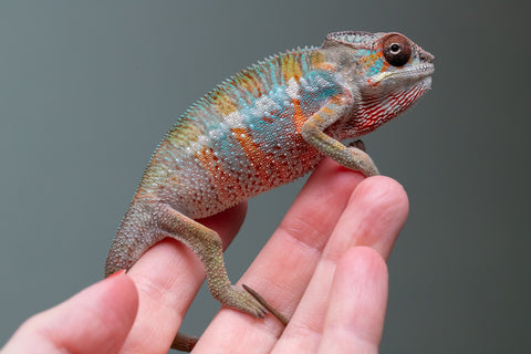 Ambilobe From "Tefy-olana Zandry" (AKA Iron Man Jr) x "Mamahana" (AKA Weave) - Hatched March 2026 - Male #3