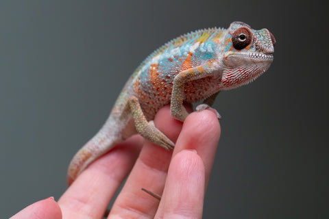 Ambilobe From "Tefy-olana Zandry" (AKA Iron Man Jr) x "Mamahana" (AKA Weave) - Hatched March 2026 - Male #3