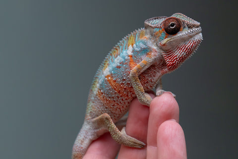 Ambilobe From "Tefy-olana Zandry" (AKA Iron Man Jr) x "Mamahana" (AKA Weave) - Hatched March 2026 - Male #3