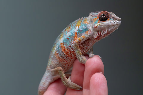 Ambilobe From "Tefy-olana Zandry" (AKA Iron Man Jr) x "Mamahana" (AKA Weave) - Hatched March 2026 - Male #3