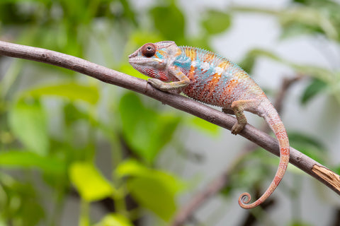 Ambilobe From "Tefy-olana Zandry" (AKA Iron Man Jr) x "Mamahana" (AKA Weave) - Hatched March 2026 - Male #3