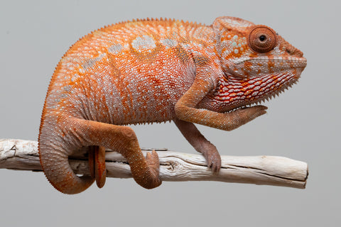 Holdbacks/Individuals: Ambilobe offspring from "Tefy-olana Zandry" (AKA Iron Man Jr) x "Raozy-rano" (AKA Rose Water) - Hatched April 2025 - Female #1