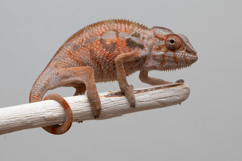 Holdbacks/Individuals: Ambilobe offspring from "Tefy-olana Zandry" (AKA Iron Man Jr) x "Raozy-rano" (AKA Rose Water) - Hatched April 2025 - Female #2