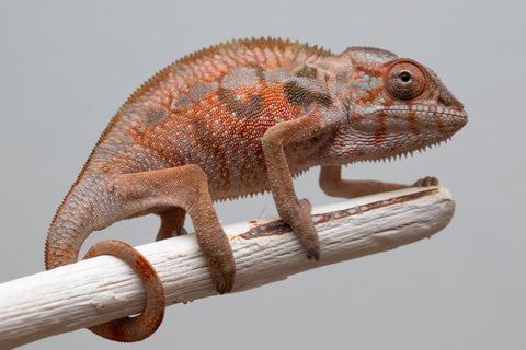 Holdbacks/Individuals: Ambilobe offspring from "Tefy-olana Zandry" (AKA Iron Man Jr) x "Raozy-rano" (AKA Rose Water) - Hatched April 2025 - Female #2