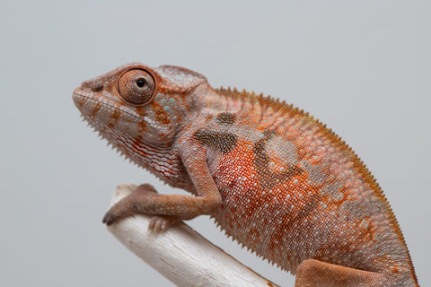 Holdbacks/Individuals: Ambilobe offspring from "Tefy-olana Zandry" (AKA Iron Man Jr) x "Raozy-rano" (AKA Rose Water) - Hatched April 2025 - Female #2