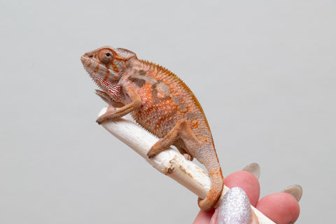 Holdbacks/Individuals: Ambilobe offspring from "Tefy-olana Zandry" (AKA Iron Man Jr) x "Raozy-rano" (AKA Rose Water) - Hatched April 2025 - Female #2
