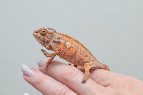 Holdbacks/Individuals: Ambilobe offspring from "Tefy-olana Zandry" (AKA Iron Man Jr) x "Raozy-rano" (AKA Rose Water) - Hatched April 2025 - Female #2