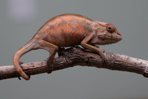 Holdbacks/Individuals: Ambilobe offspring from "Tefy-olana Zandry" (AKA Iron Man Jr) x "Raozy-rano" (AKA Rose Water) - Hatched April 2025 - Female #2