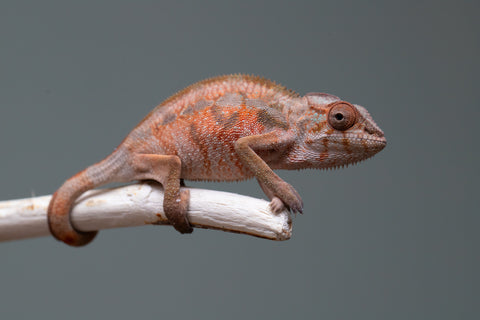Holdbacks/Individuals: Ambilobe offspring from "Tefy-olana Zandry" (AKA Iron Man Jr) x "Raozy-rano" (AKA Rose Water) - Hatched April 2025 - Female #2