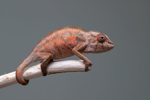 Holdbacks/Individuals: Ambilobe offspring from "Tefy-olana Zandry" (AKA Iron Man Jr) x "Raozy-rano" (AKA Rose Water) - Hatched April 2025 - Female #2