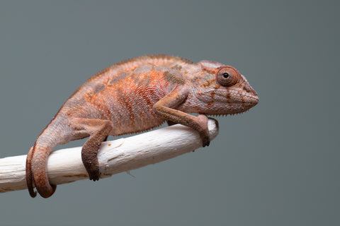 Holdbacks/Individuals: Ambilobe offspring from "Tefy-olana Zandry" (AKA Iron Man Jr) x "Raozy-rano" (AKA Rose Water) - Hatched April 2025 - Female #2