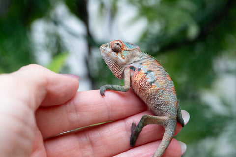 Holdbacks/Individuals: Ambilobe offspring from "Tefy-olana Zandry" (AKA Iron Man Jr) x "Raozy-rano" (AKA Rose Water) - Hatched April 2025 - Male #2