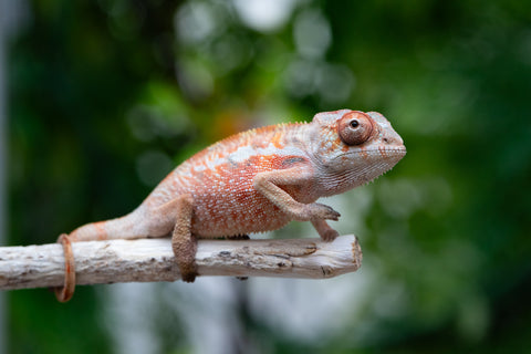 Holdbacks/Individuals: Ambilobe offspring from "Tefy-olana Zandry" (AKA Iron Man Jr) x "Raozy-rano" (AKA Rose Water) - Hatched April 2025 - Male #3