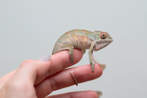 Holdbacks/Individuals: Ambilobe offspring from "Tefy-olana Zandry" (AKA Iron Man Jr) x "Raozy-rano" (AKA Rose Water) - Hatched April 2025 - Male #4