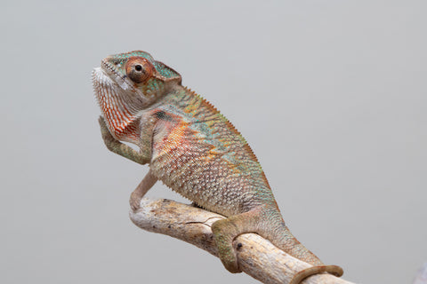 Holdbacks/Individuals: Ambilobe offspring from "Tefy-olana Zandry" (AKA Iron Man Jr) x "Raozy-rano" (AKA Rose Water) - Hatched April 2025 - Male #4