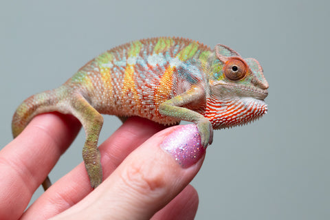 Holdbacks/Individuals: Ambilobe offspring from "Tefy-olana Zandry" (AKA Iron Man Jr) x "Raozy-rano" (AKA Rose Water) - Hatched April 2025 - Male #4