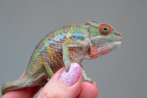 Holdbacks/Individuals: Ambilobe offspring from "Tefy-olana Zandry" (AKA Iron Man Jr) x "Raozy-rano" (AKA Rose Water) - Hatched April 2025 - Male #4