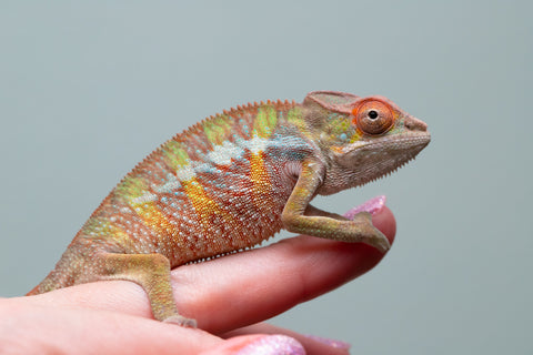 Holdbacks/Individuals: Ambilobe offspring from "Tefy-olana Zandry" (AKA Iron Man Jr) x "Raozy-rano" (AKA Rose Water) - Hatched April 2025 - Male #4
