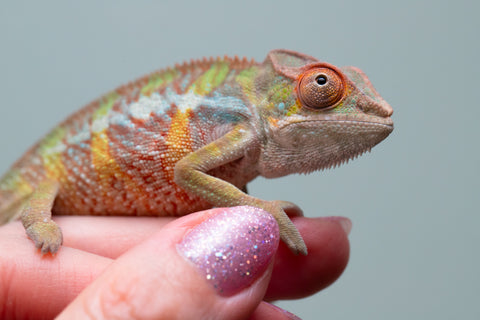 Holdbacks/Individuals: Ambilobe offspring from "Tefy-olana Zandry" (AKA Iron Man Jr) x "Raozy-rano" (AKA Rose Water) - Hatched April 2025 - Male #4