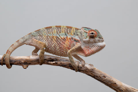 Holdbacks/Individuals: Ambilobe offspring from "Tefy-olana Zandry" (AKA Iron Man Jr) x "Raozy-rano" (AKA Rose Water) - Hatched April 2025 - Male #4
