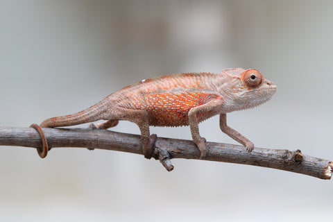 Holdbacks/Individuals: Ambilobe offspring from "Tefy-olana Zandry" (AKA Iron Man Jr) x "Raozy-rano" (AKA Rose Water) - Hatched June 2025 - Male #1