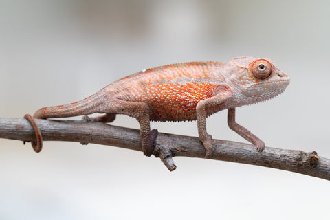 Holdbacks/Individuals: Ambilobe offspring from "Tefy-olana Zandry" (AKA Iron Man Jr) x "Raozy-rano" (AKA Rose Water) - Hatched June 2025 - Male #1