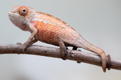 Holdbacks/Individuals: Ambilobe offspring from "Tefy-olana Zandry" (AKA Iron Man Jr) x "Raozy-rano" (AKA Rose Water) - Hatched June 2025 - Male #1