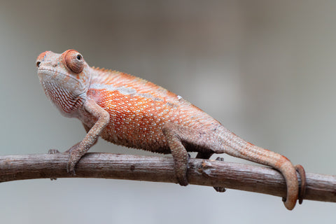 Holdbacks/Individuals: Ambilobe offspring from "Tefy-olana Zandry" (AKA Iron Man Jr) x "Raozy-rano" (AKA Rose Water) - Hatched June 2025 - Male #1