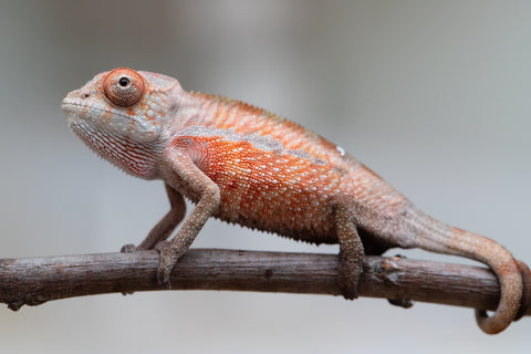 Holdbacks/Individuals: Ambilobe offspring from "Tefy-olana Zandry" (AKA Iron Man Jr) x "Raozy-rano" (AKA Rose Water) - Hatched June 2025 - Male #1