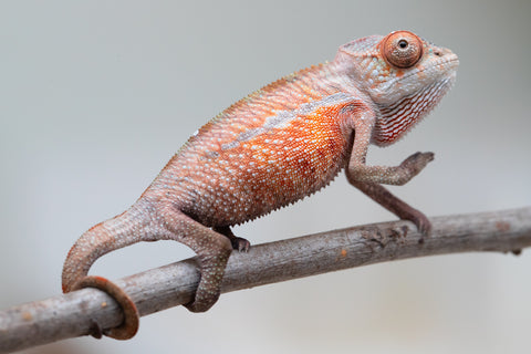 Holdbacks/Individuals: Ambilobe offspring from "Tefy-olana Zandry" (AKA Iron Man Jr) x "Raozy-rano" (AKA Rose Water) - Hatched June 2025 - Male #1