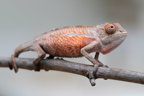 Holdbacks/Individuals: Ambilobe offspring from "Tefy-olana Zandry" (AKA Iron Man Jr) x "Raozy-rano" (AKA Rose Water) - Hatched June 2025 - Male #1