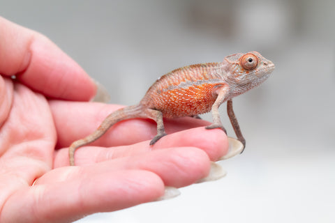 Holdbacks/Individuals: Ambilobe offspring from "Tefy-olana Zandry" (AKA Iron Man Jr) x "Raozy-rano" (AKA Rose Water) - Hatched June 2025 - Male #1