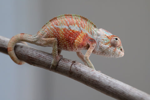 Holdbacks/Individuals: Ambilobe offspring from "Tefy-olana Zandry" (AKA Iron Man Jr) x "Raozy-rano" (AKA Rose Water) - Hatched June 2025 - Male #2