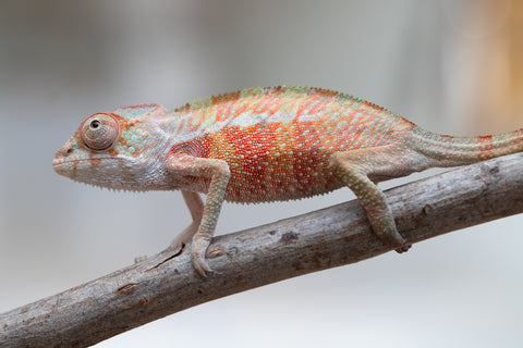 Holdbacks/Individuals: Ambilobe offspring from "Tefy-olana Zandry" (AKA Iron Man Jr) x "Raozy-rano" (AKA Rose Water) - Hatched June 2025 - Male #2