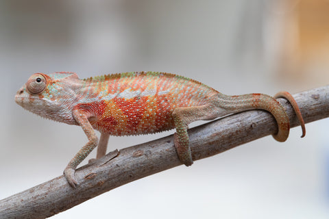 Holdbacks/Individuals: Ambilobe offspring from "Tefy-olana Zandry" (AKA Iron Man Jr) x "Raozy-rano" (AKA Rose Water) - Hatched June 2025 - Male #2