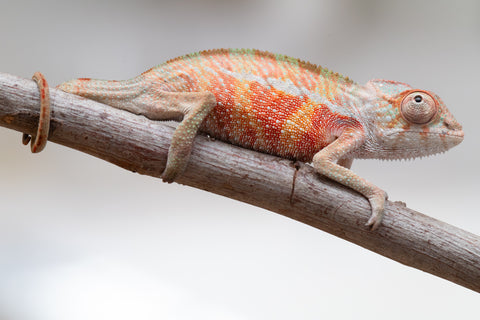 Holdbacks/Individuals: Ambilobe offspring from "Tefy-olana Zandry" (AKA Iron Man Jr) x "Raozy-rano" (AKA Rose Water) - Hatched June 2025 - Male #2