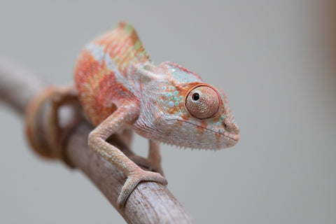 Holdbacks/Individuals: Ambilobe offspring from "Tefy-olana Zandry" (AKA Iron Man Jr) x "Raozy-rano" (AKA Rose Water) - Hatched June 2025 - Male #2