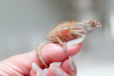 Holdbacks/Individuals: Ambilobe offspring from "Tefy-olana Zandry" (AKA Iron Man Jr) x "Raozy-rano" (AKA Rose Water) - Hatched June 2025 - Male #2