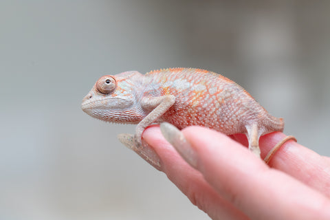 Holdbacks/Individuals: Ambilobe offspring from "Tefy-olana Zandry" (AKA Iron Man Jr) x "Raozy-rano" (AKA Rose Water) - Hatched June 2025 - Male #3