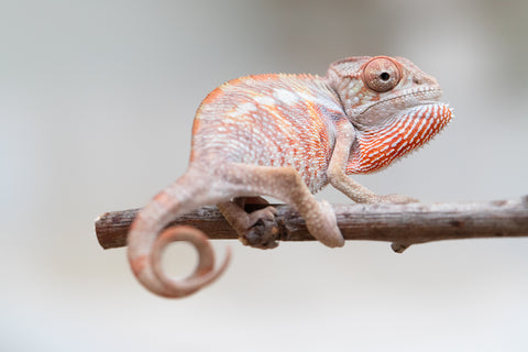 Holdbacks/Individuals: Ambilobe offspring from "Tefy-olana Zandry" (AKA Iron Man Jr) x "Raozy-rano" (AKA Rose Water) - Hatched June 2025 - Male #3