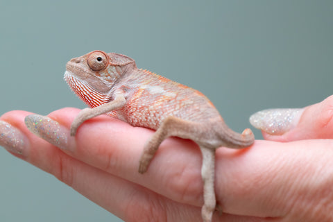 Holdbacks/Individuals: Ambilobe offspring from "Tefy-olana Zandry" (AKA Iron Man Jr) x "Raozy-rano" (AKA Rose Water) - Hatched June 2025 - Male #3