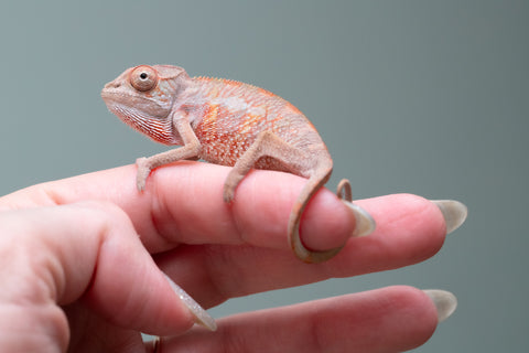 Holdbacks/Individuals: Ambilobe offspring from "Tefy-olana Zandry" (AKA Iron Man Jr) x "Raozy-rano" (AKA Rose Water) - Hatched June 2025 - Male #3
