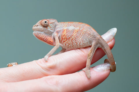 Holdbacks/Individuals: Ambilobe offspring from "Tefy-olana Zandry" (AKA Iron Man Jr) x "Raozy-rano" (AKA Rose Water) - Hatched June 2025 - Male #3